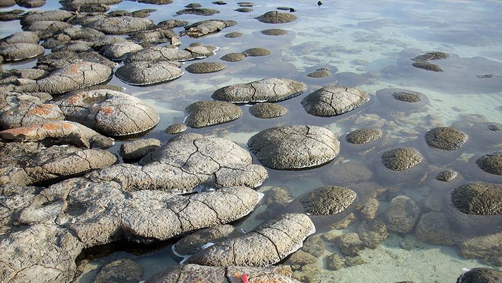 Stromatolites