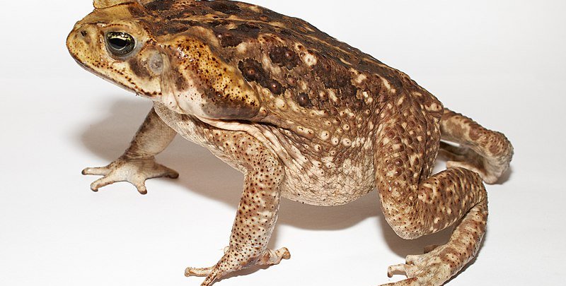 An orange-brown toad