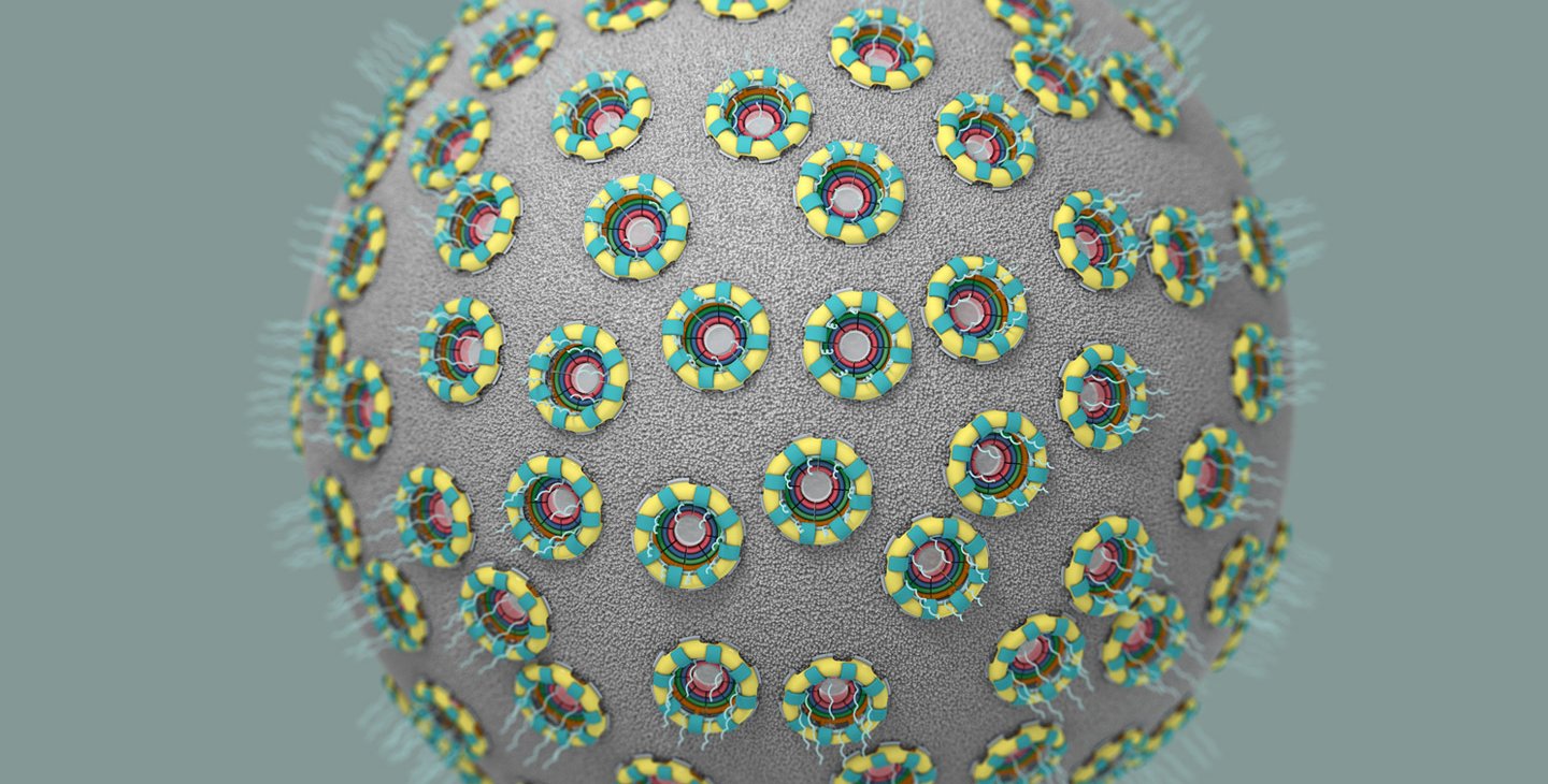 An illustration showing the nucleus of a cell. Its nuclear envelope is studded with nuclear pore complexes. It looks like a sphere covered in donuts.