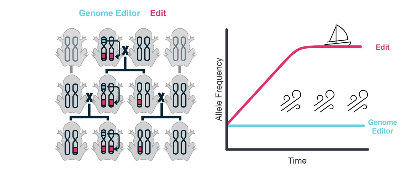 This schematic describes how a gene editor makes changes in the genome of its offspring. Those changes are passed down, but not the editor itself.