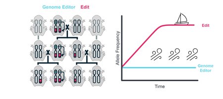 This schematic describes how a gene editor makes changes in the genome of its offspring. Those changes are passed down, but not the editor itself.