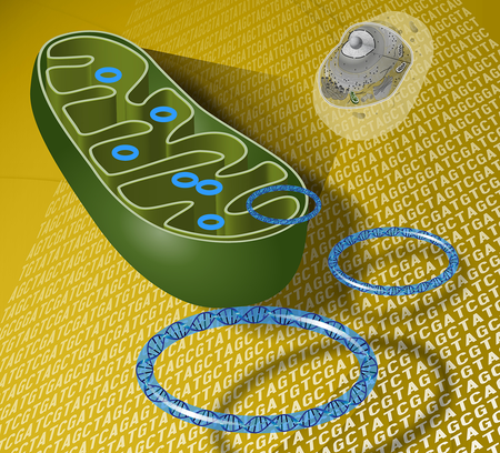 Mitochondrial DNA