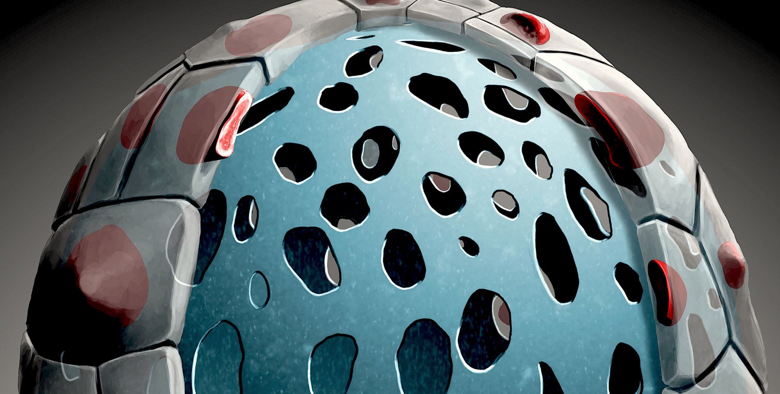 Illustration of an egg-shaped embryo with a layer of cells