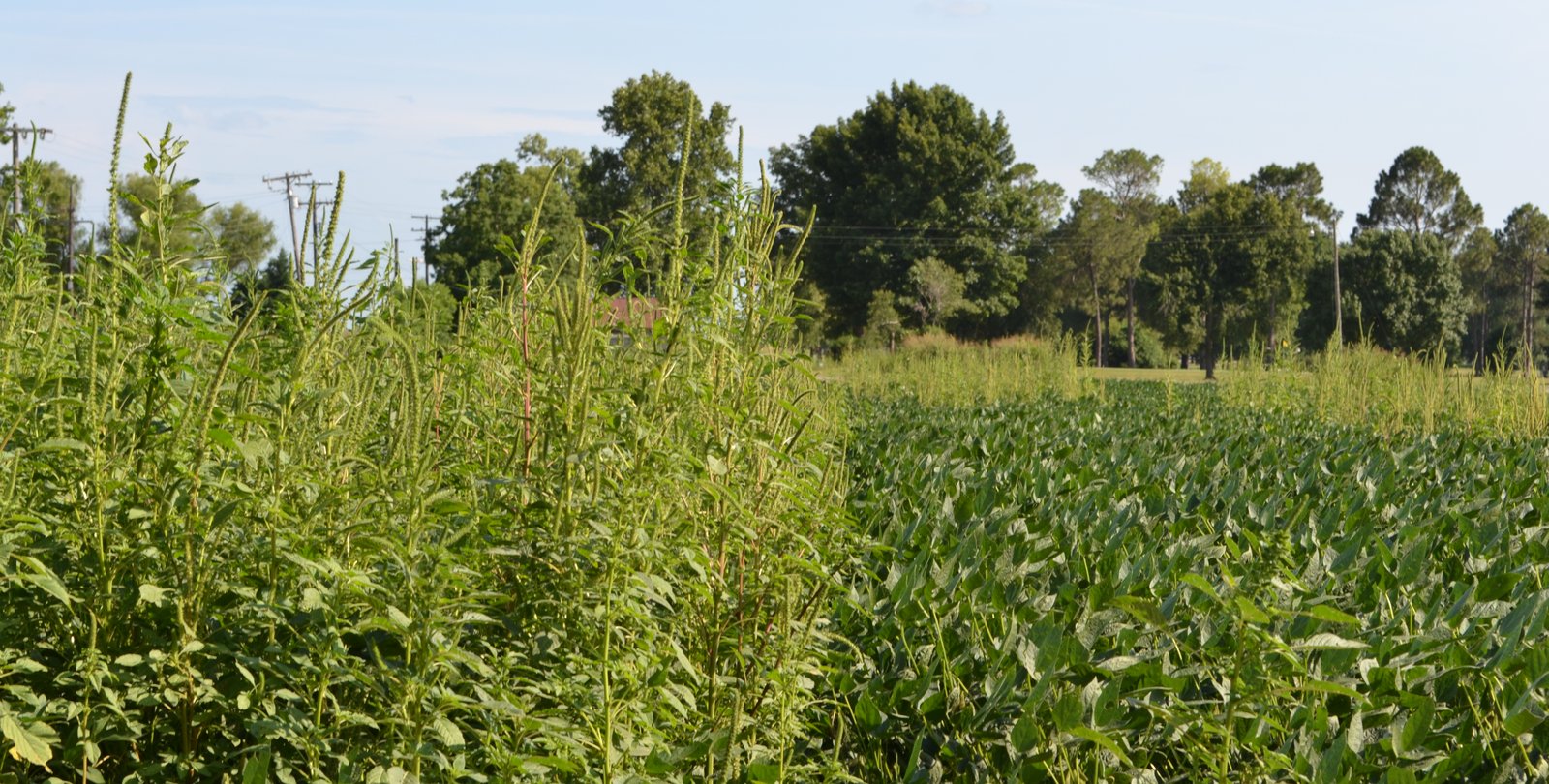 Tall green weeds next to shorter green crops in a field with blue sky