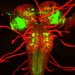 fly brain and nervous system
