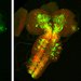 fly brain and nervous system