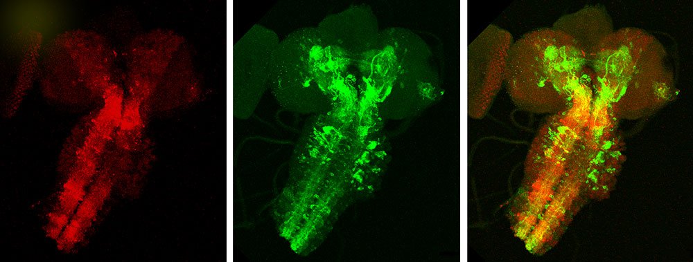 fly brain and nervous system