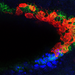 Red blobs stick closely to green blobs in a U-shape, with blue blobs near the tail end of the U.