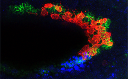 Red blobs stick closely to green blobs in a U-shape, with blue blobs near the tail end of the U.