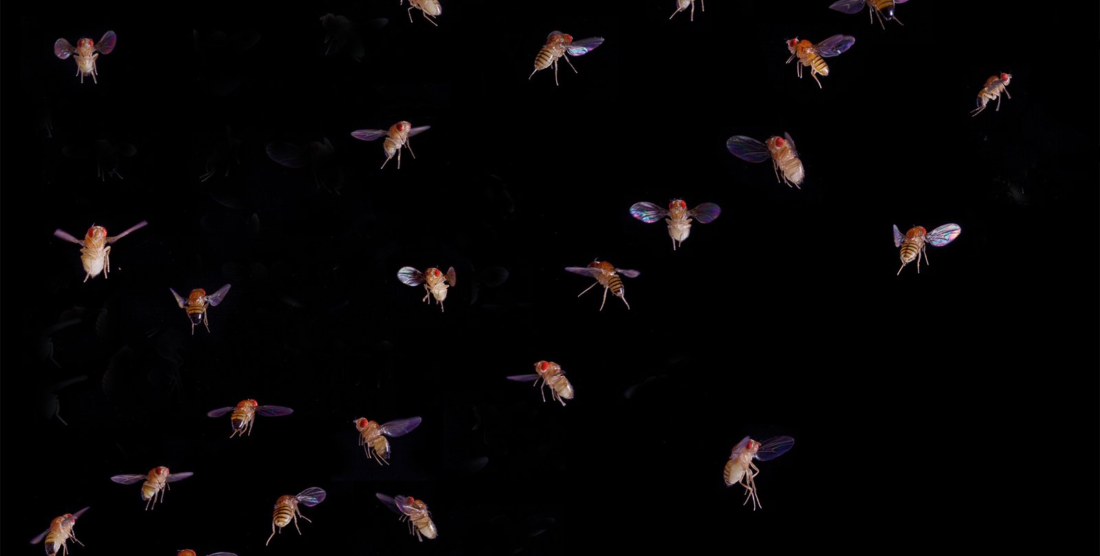 montage of fruit flies in flight