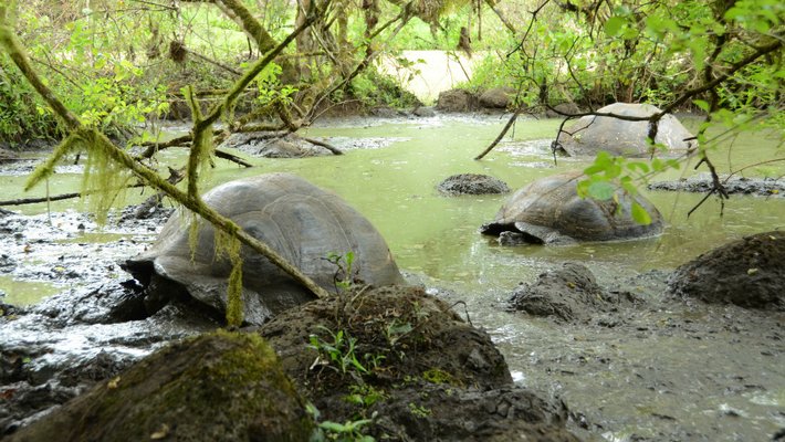 photo of Galápagos giant tortoises