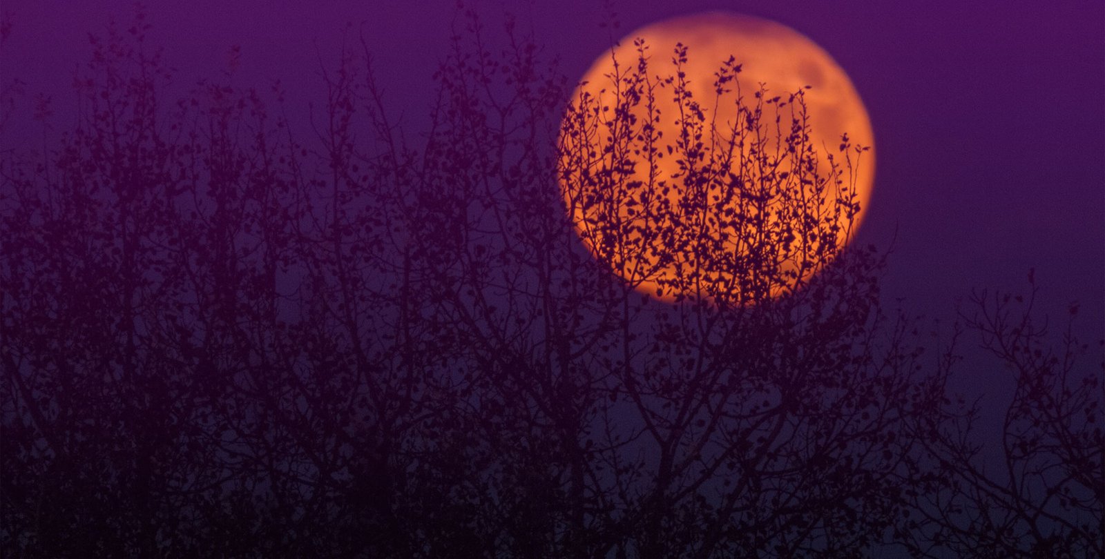 Haunted moon.