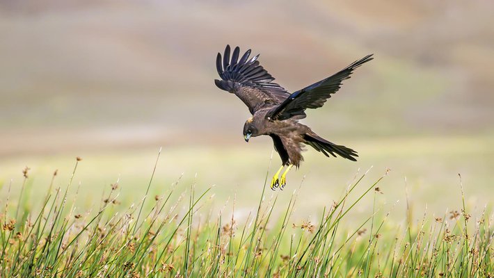 A hawk dives to catch prey