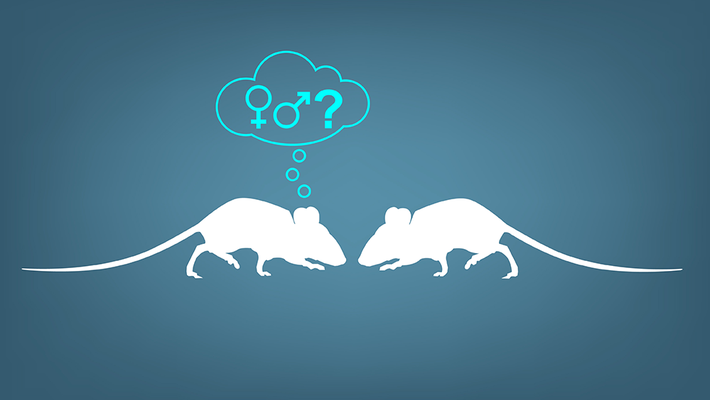 An illustration of two mice