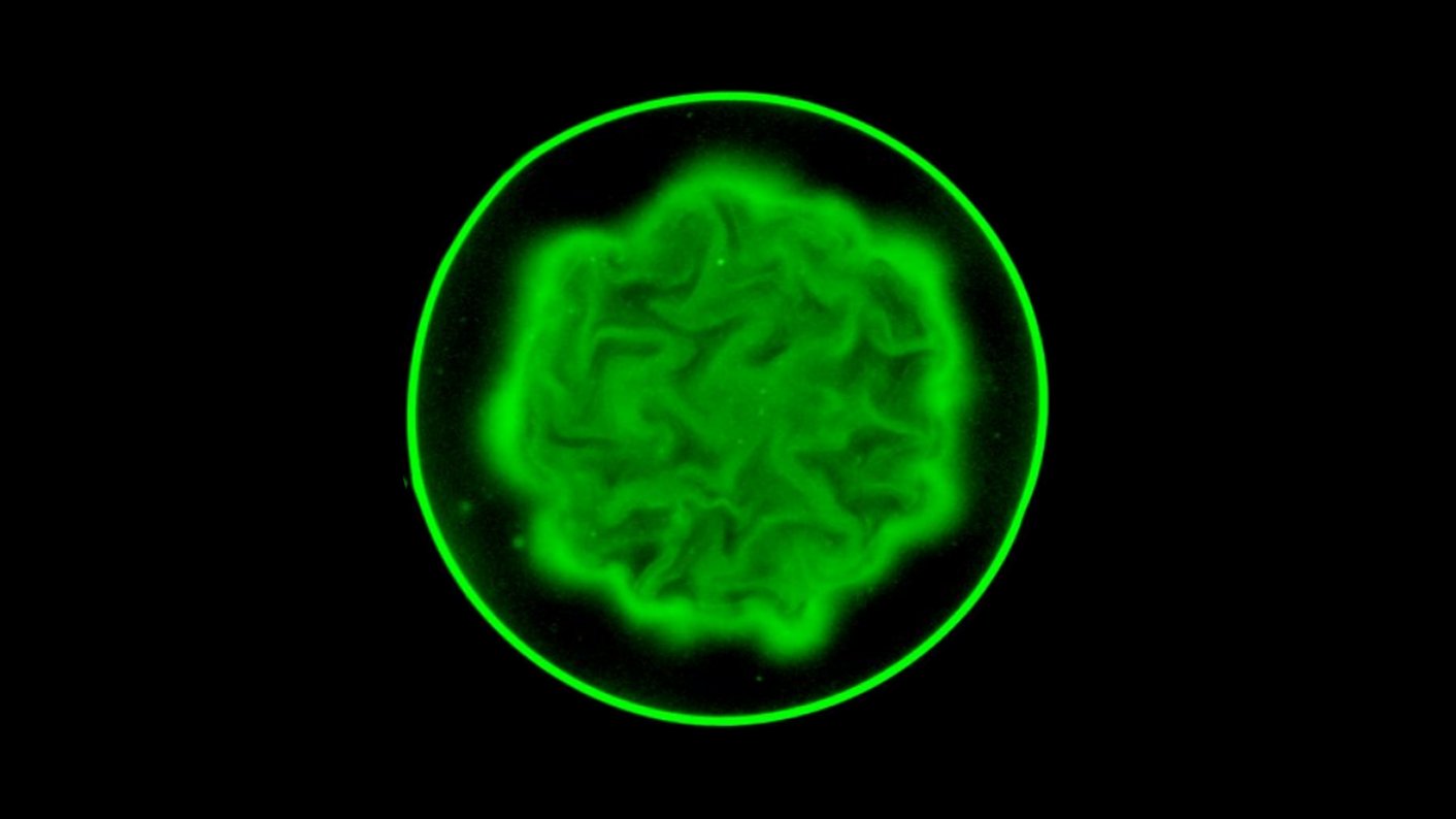 a fluorescent green core of bacteria featuring brain-like folds surrounded by blackness within a thin fluorescent green circular outline
