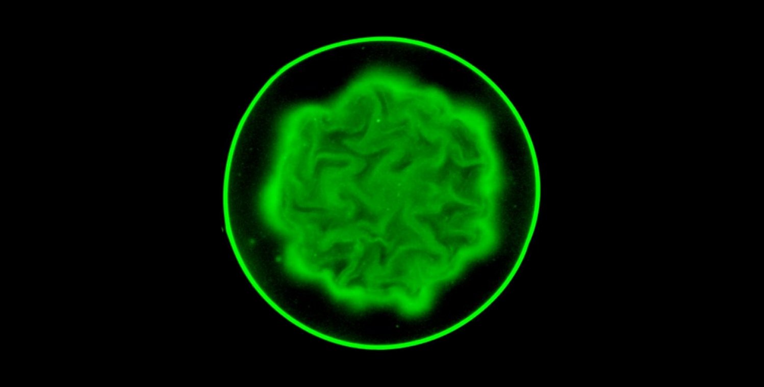 a fluorescent green core of bacteria featuring brain-like folds surrounded by blackness within a thin fluorescent green circular outline
