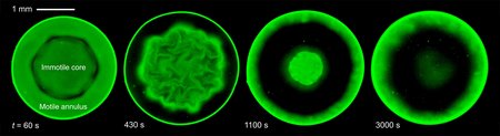 four circles outlined in fluorescent green, showing varying configurations of bacteria inside droplets at times: 60, 430, 1100, and 3000 seconds. The dense core is very different at each time, sometimes featuring brainlike folds, shrinking, and fading