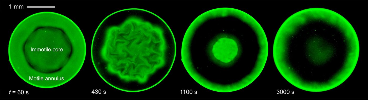 four circles outlined in fluorescent green, showing varying configurations of bacteria inside droplets at times: 60, 430, 1100, and 3000 seconds. The dense core is very different at each time, sometimes featuring brainlike folds, shrinking, and fading