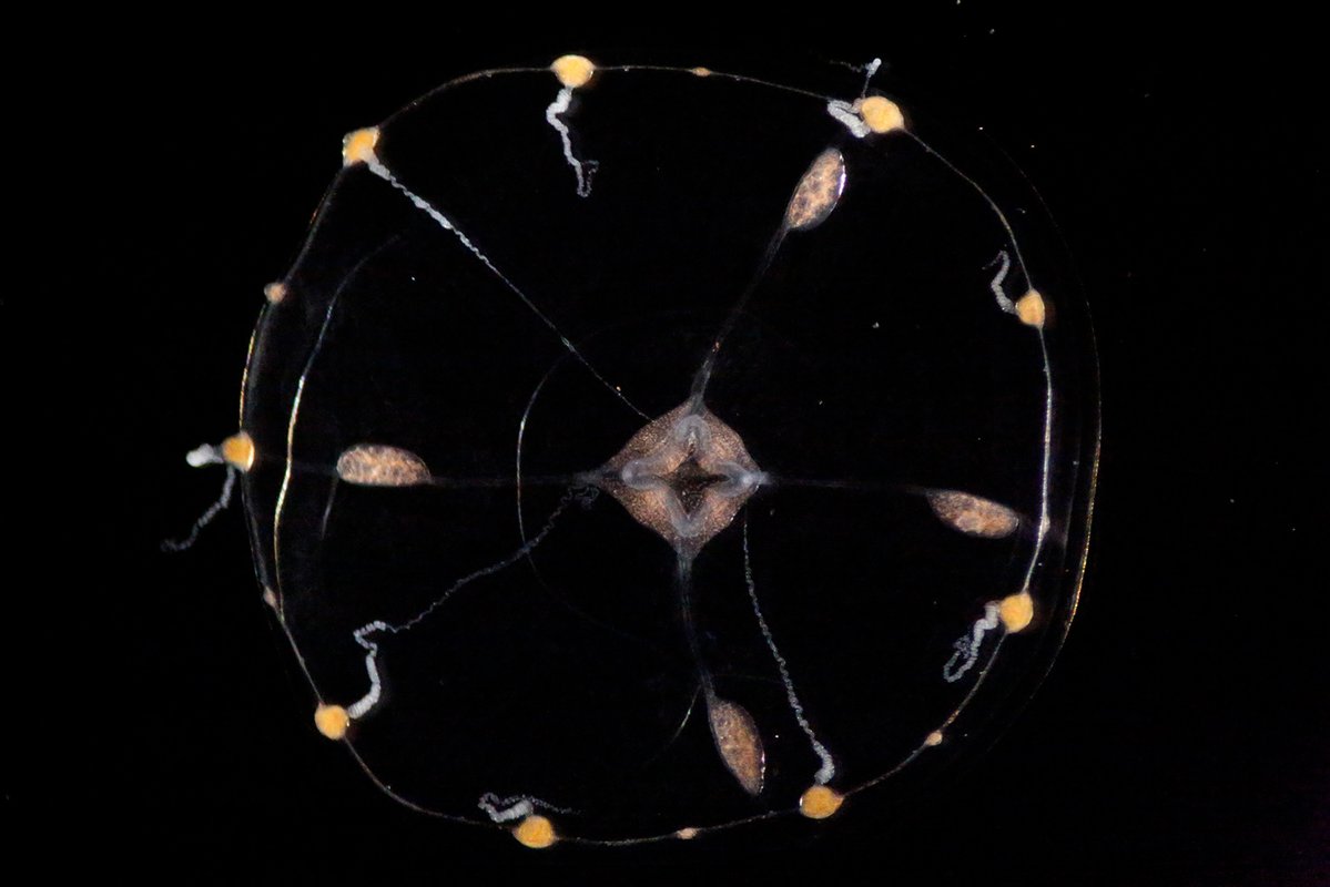 A translucent jellyfish viewed from above, with a spherical mouth region in its center, and small tentacles around its edges.