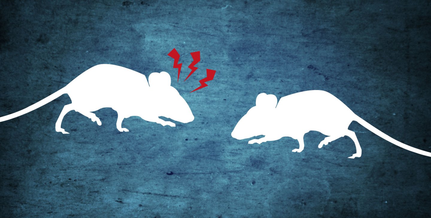 Two cartoon mice encounter one another, one sends signals of alert and alarm