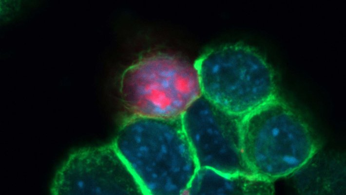 Cells