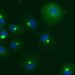 Green and blue fluorescent dots.