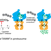 A diagram of protein degradation by the proteasome.