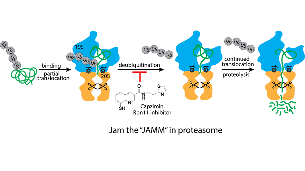 A diagram of protein degradation by the proteasome.