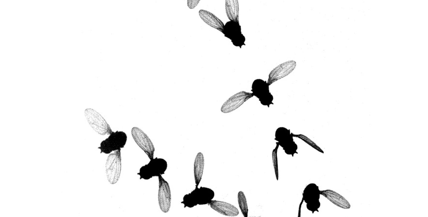 Multiple flies in a row forming a sharp boomerang shape.