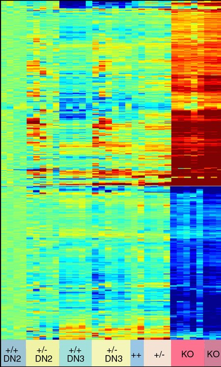 A heat map of gene expression