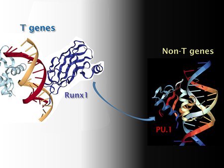 a cartoon of DNA-binding proteins and genes