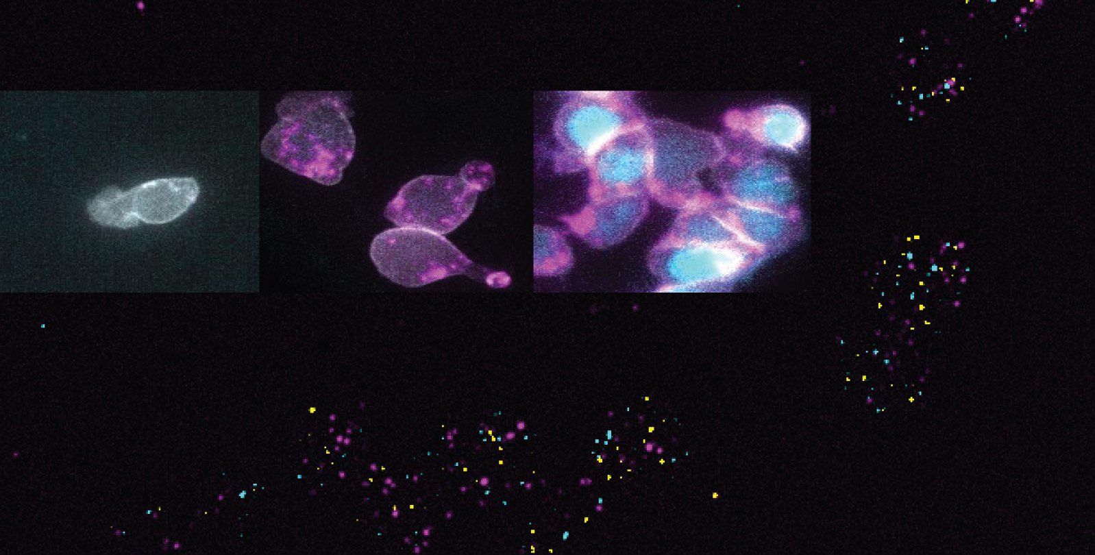 A background of colorful dots. Superimposed over the background are three images of a single cell proliferating into many cells.