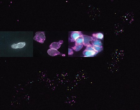 A background of colorful dots. Superimposed over the background are three images of a single cell proliferating into many cells.