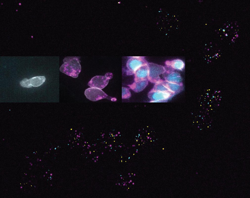A background of colorful dots. Superimposed over the background are three images of a single cell proliferating into many cells.
