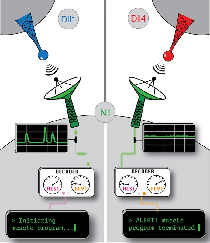 Illustration of Notch signaling