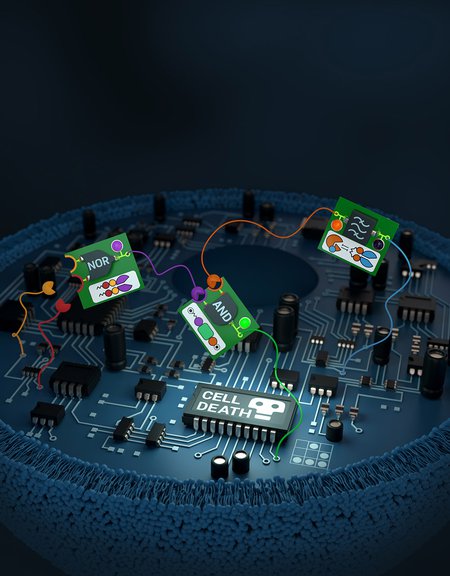 Artist's conceptual illustration of biological "circuits" in cells.