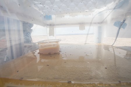 A bucket contains a sticky caramel-colored liquid with flies floating in it.
