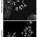Two images of labeled x-shaped structures