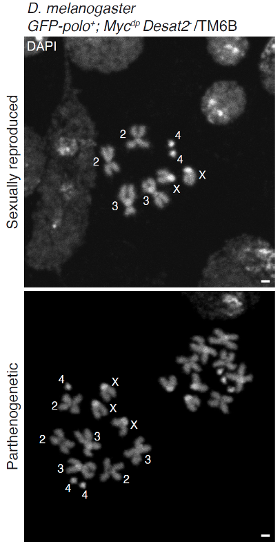 Two images of labeled x-shaped structures