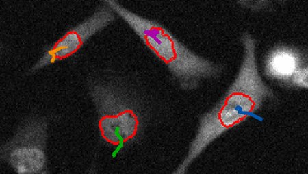 cells moving