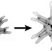 Left: a jellyfish with one of its six appendages (arms) amputated. Right: the same jellyfish has regrown the missing arm.