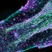 A close up shot of a jellyfish arm with cells labeled in purple and teal