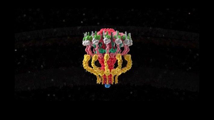 A colorful computer model of a Type IV Secretion System.