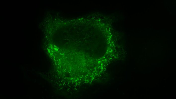 A glowing cell