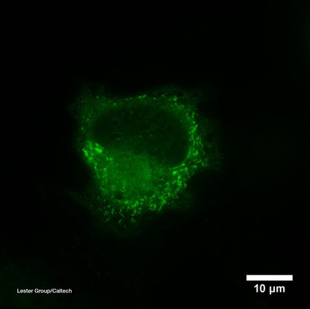 A glowing cell