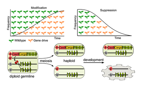A diagram illustrating how ClvR technology works in gametes.