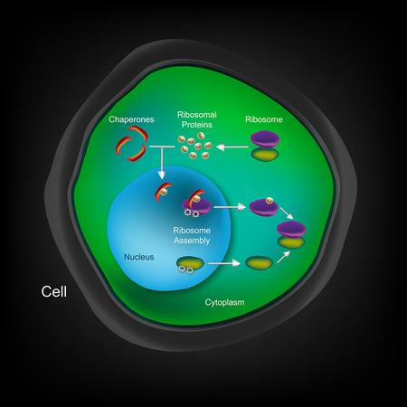 diagram of cell