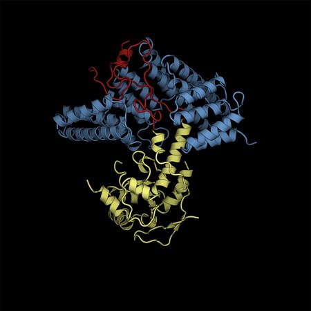 structural rendering of ribosomal protein