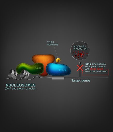 Diagram of DPF2 in cell