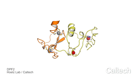DPF2 protein animation